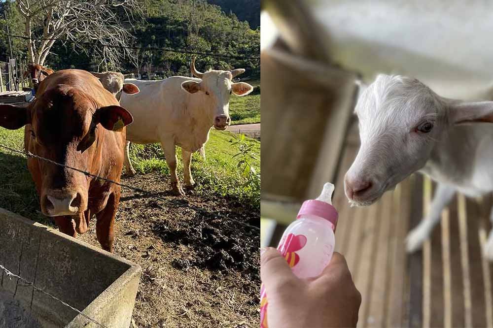 Chalé Arraial da Collina Arraial do Ouro Gaspar