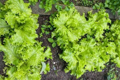 Benefícios da Alface na Horta Familiar
