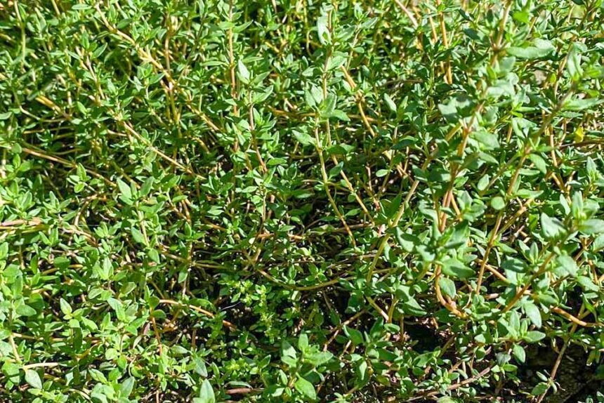 Horta Familiar Benefícios do Tomilho Saúde Arraial do Ouro