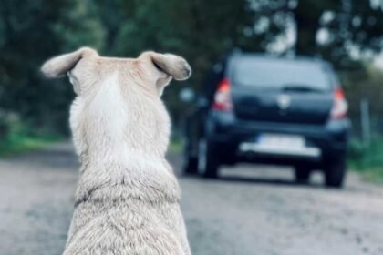 Abandono de Cães no Arraial do Ouro : Uma Realidade Triste