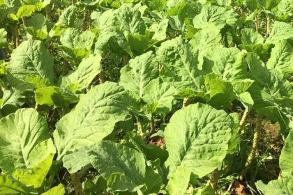 Couve Manteiga Arraial do Ouro