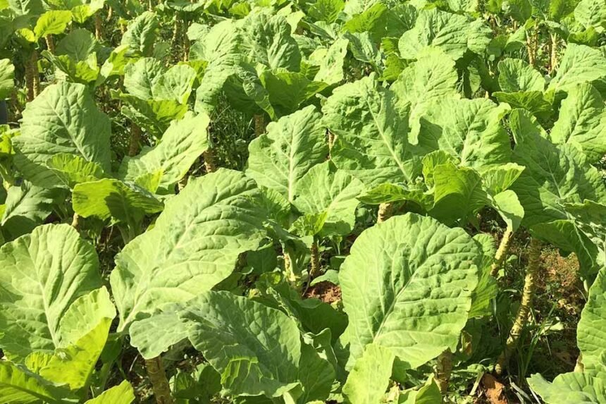 Couve Manteiga Arraial do Ouro