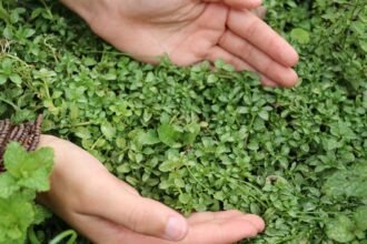 Benefícios de ter Poejo na horta familiar