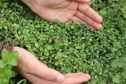 Benefícios de ter Poejo na horta familiar